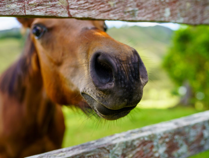 Buxton Equine Veterinarians