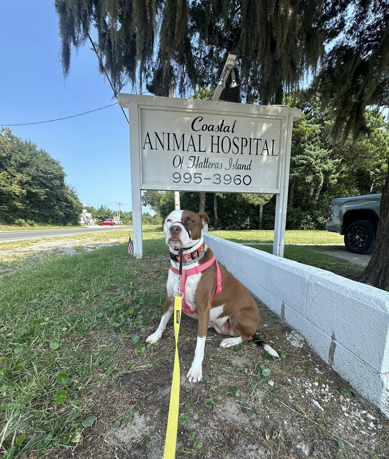 Coastal Animal Hospital of Hatteras Island Buxton Pet Hospital