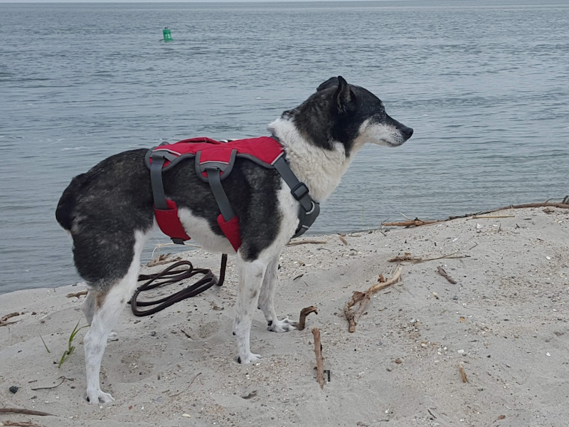 Coastal Animal Hospital of Hatteras Island Policies