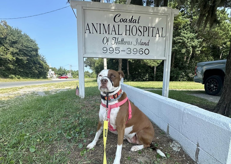 Carousel Slide 2: Learn about Coastal Animal Clinic of Hatteras Island